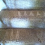Lynnwood-Stairs-Carpet-Cleaning